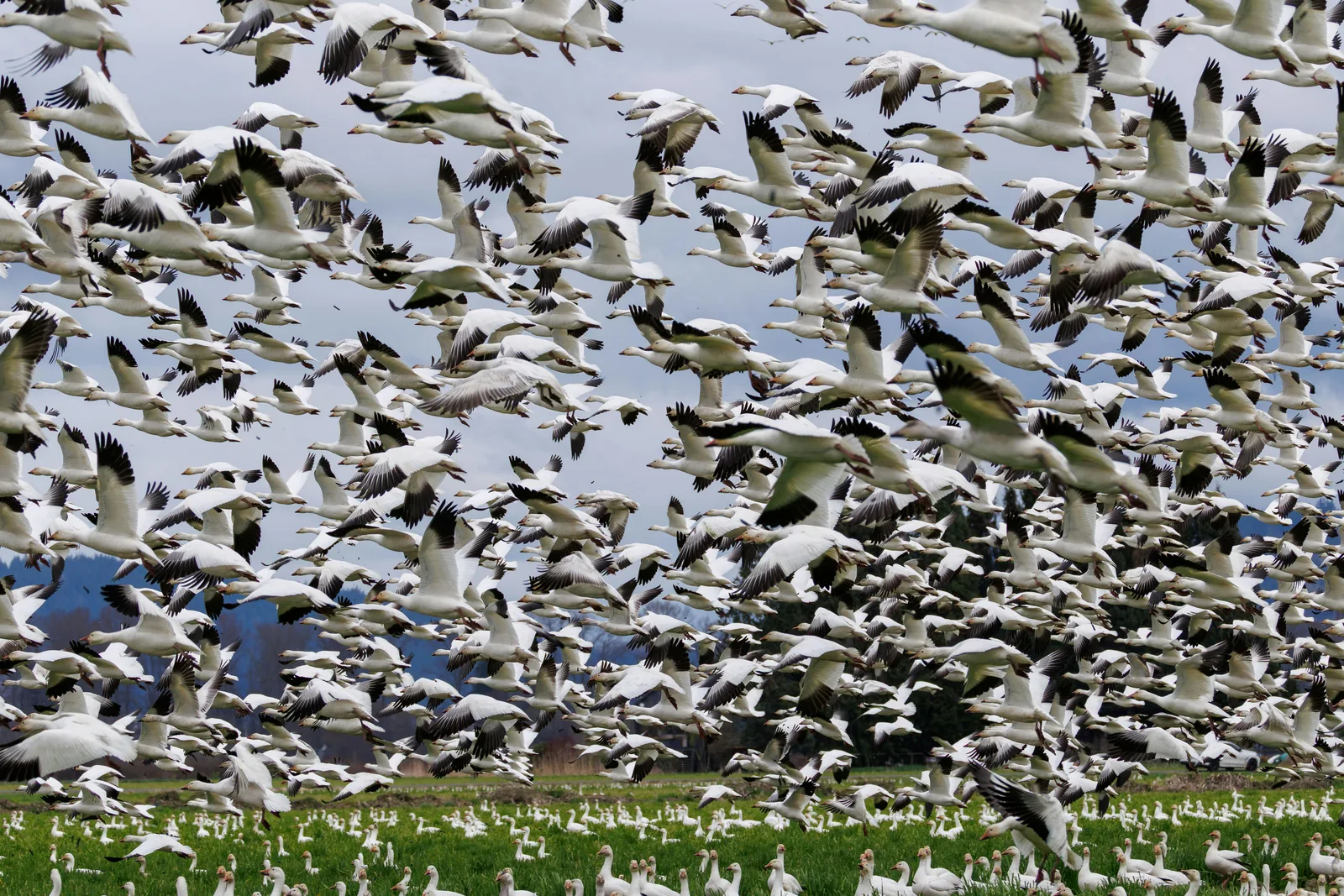 A photo of massive bird migrations